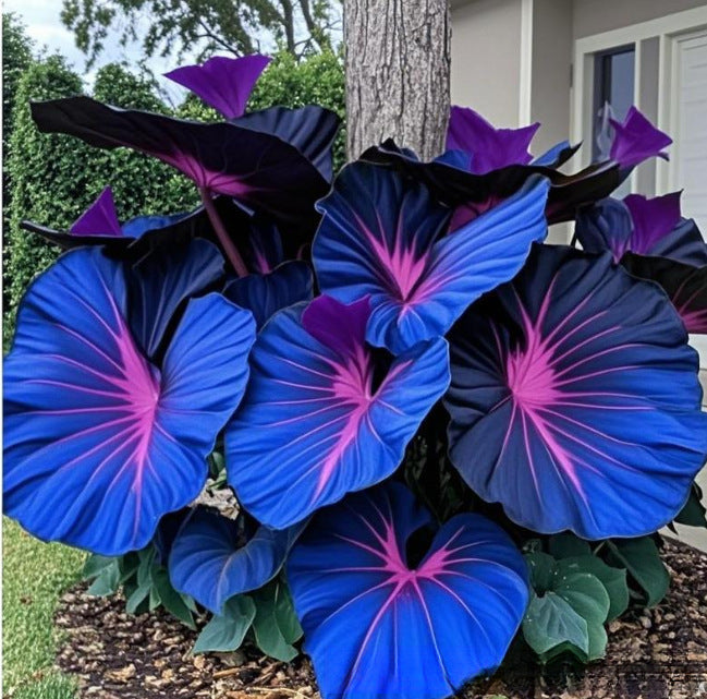 Mixed Color Hosta Seeds | Shade-Loving Perennials with Stunning Foliage