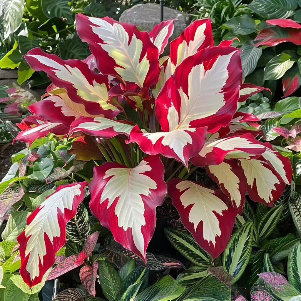 Mixed Color Hosta Seeds | Shade-Loving Perennials with Stunning Foliage