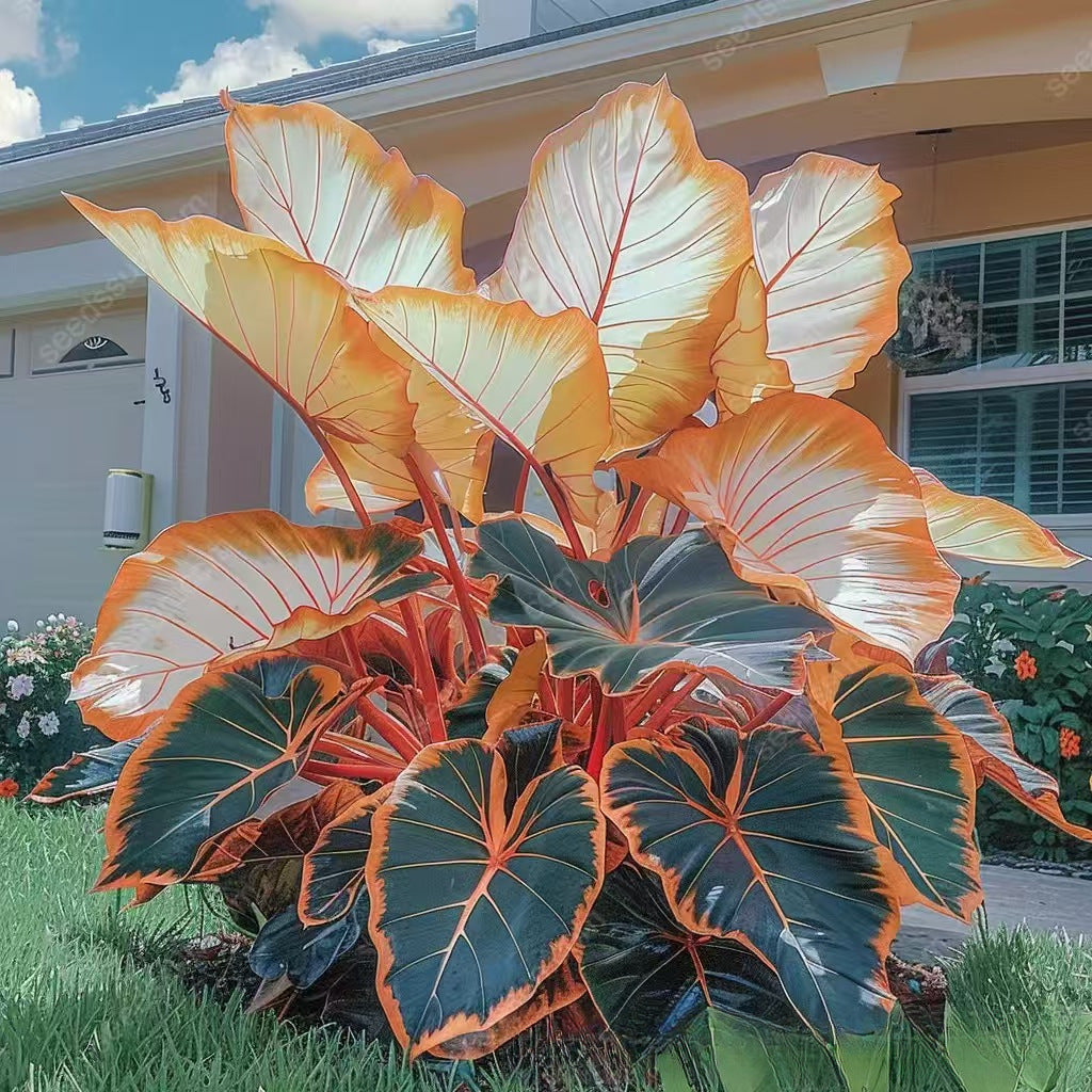 Mixed Color Hosta Seeds | Shade-Loving Perennials with Stunning Foliage