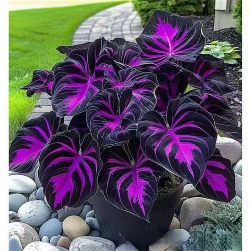 Mixed Color Hosta Seeds | Shade-Loving Perennials with Stunning Foliage