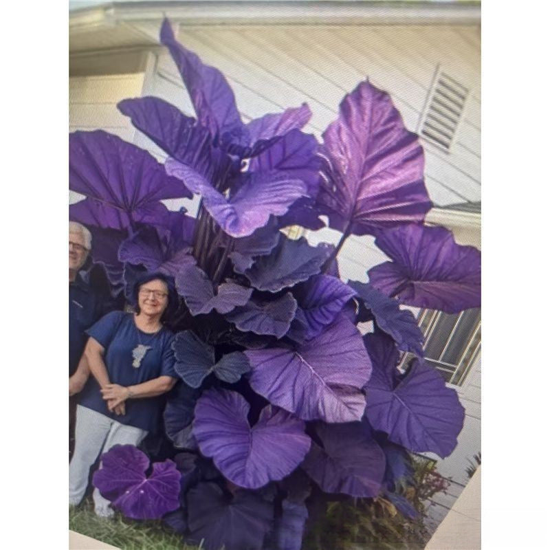 Mixed Color Hosta Seeds | Shade-Loving Perennials with Stunning Foliage