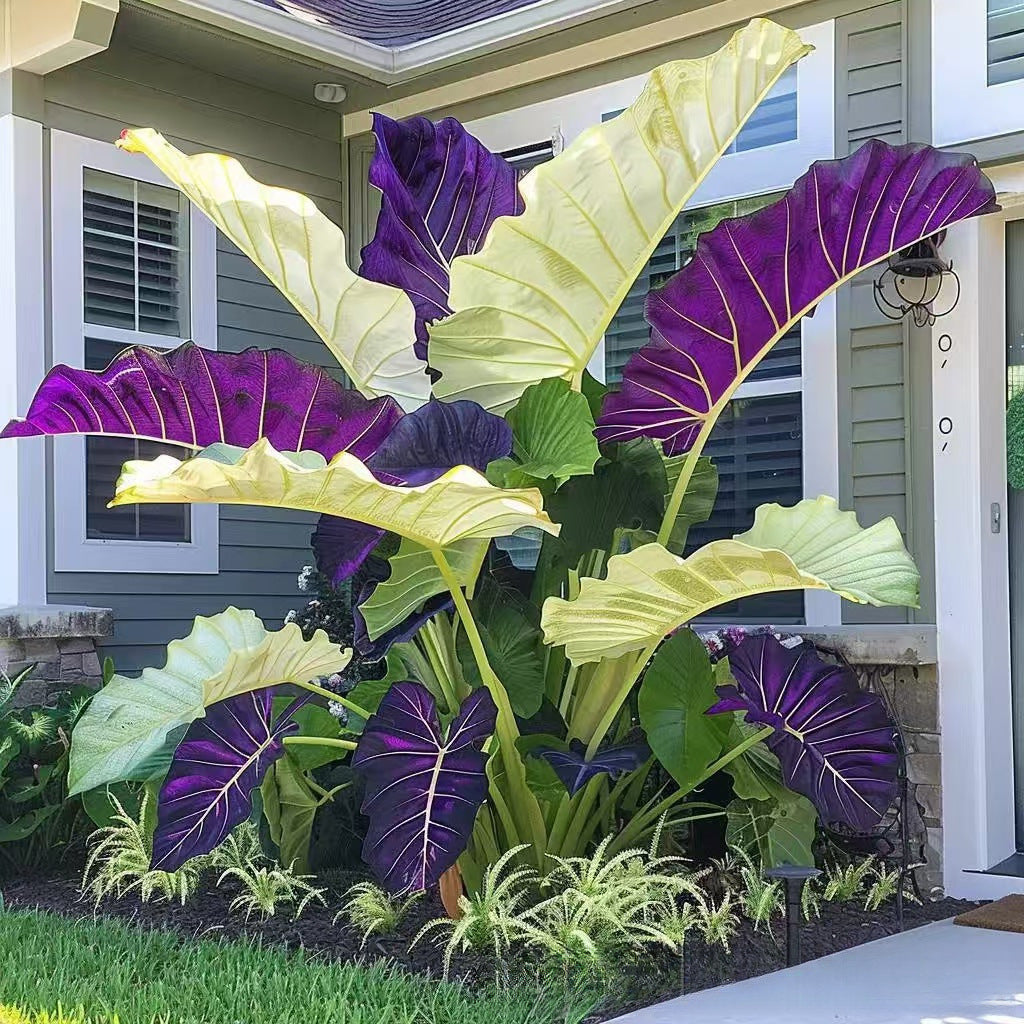 Mixed Color Hosta Seeds | Shade-Loving Perennials with Stunning Foliage